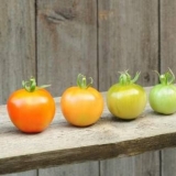 Kako čuvati zeleni paradajz da pocrvene